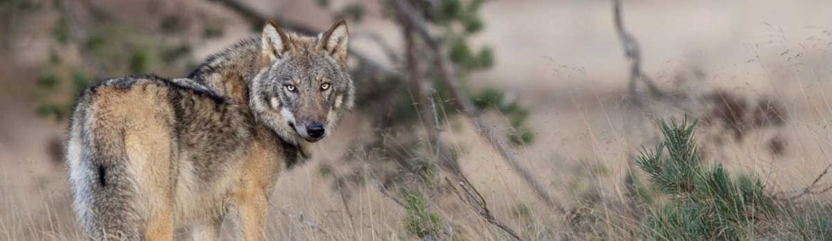 Wolf op de Veluwe