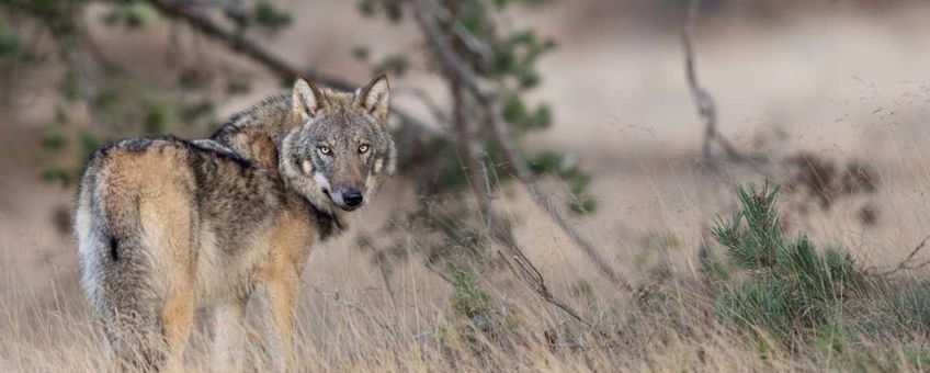 Wolf op de Veluwe