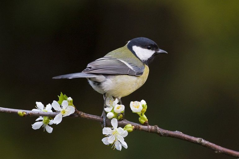 De koolmees heeft twee noten op zijn zang