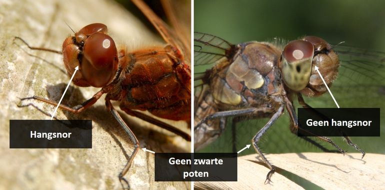 Enkele verschillen tussen steenrode (links) en bruinrode (rechts) heidelibel