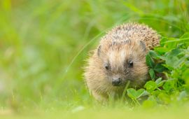 Bendiks Westerink Egel - EENMALIG GEBRUIK
