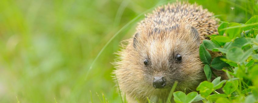 Egel - EENMALIG GEBRUIK