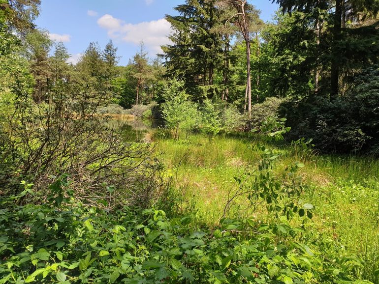 Een ven dat aan het dichtgroeien is, ook komt het bos steeds dichter bij de venoever