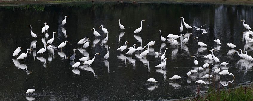 Reigerachtigen in de Ooijpolder Grote zilverreiger lepelaar kokmeeuw blauwe reiger Kaliwaal Harvey van Diek