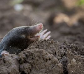 Mol (Talpa europaea)