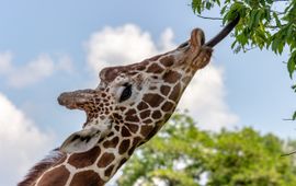 Slawek K (Unsplash etende giraffe