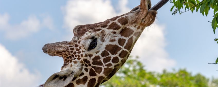 etende giraffe