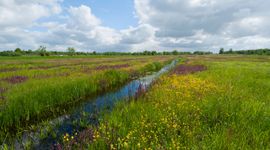 Bloemrijk grasland veengebied