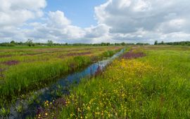 Bloemrijk grasland veengebied