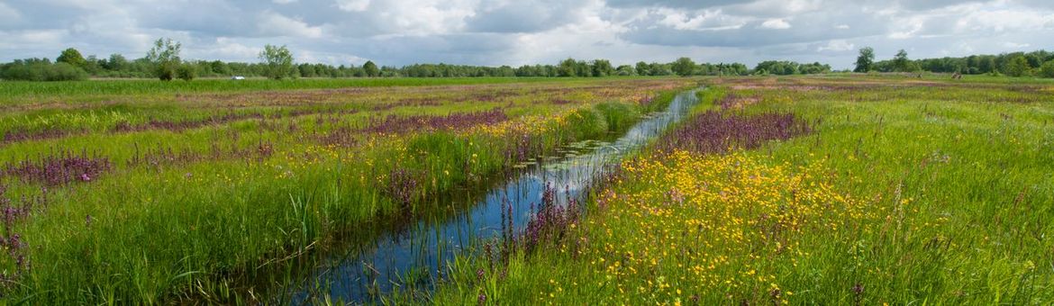 Bloemrijk grasland veengebied