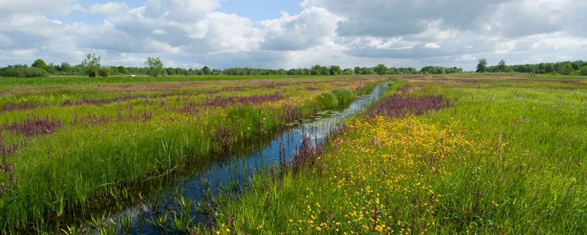 Bloemrijk grasland veengebied
