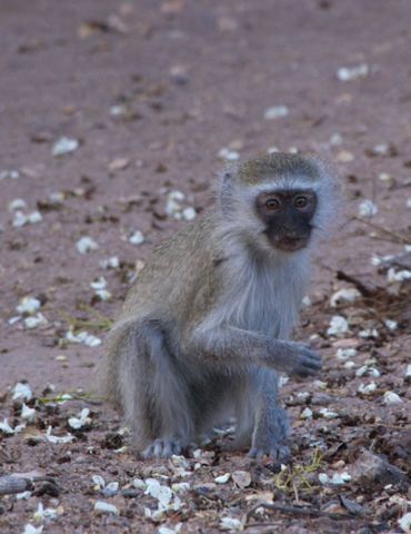 Vervet monkey 