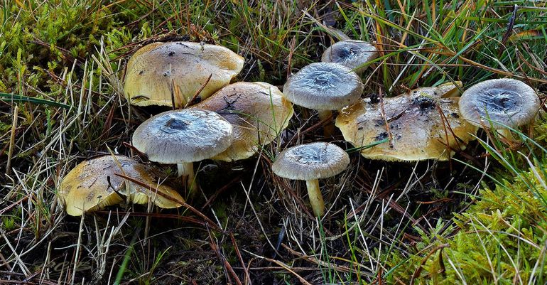 Bruine dennenslijmkoppen en Gele ridderzwammen door elkaar heen