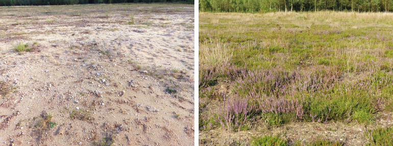 Na de bodemtransplantatie verschijnt de gewenste heide veel sneller