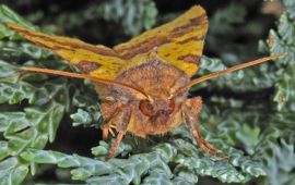 Xanthia togata, Wilgengouduil