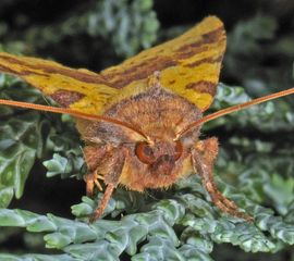 Xanthia togata, Wilgengouduil