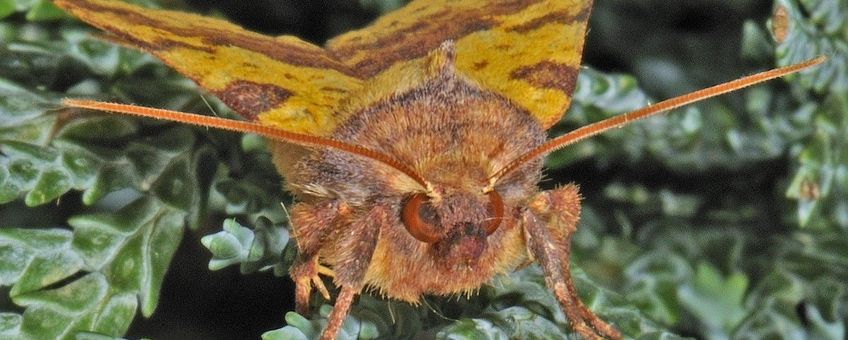 Xanthia togata, Wilgengouduil