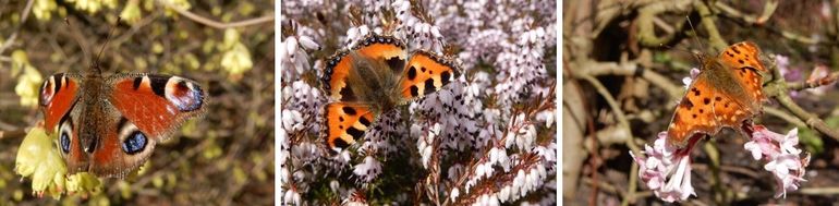 Van links naar rechts: dagpauwoog op schijnhazelaar, kleine vos op winterheide en gehakkelde aurelia op Viburnum