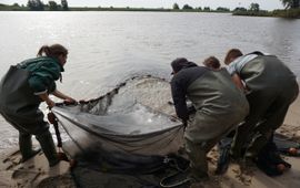 zegenvissen in de Delta