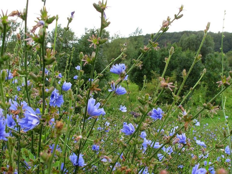 De bloemen van de wilde cichorei hebben een opvallende blauwe kleur