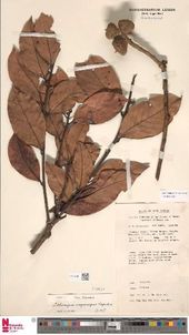 Herbarium exemplaar van Lithocarpus megacarpus