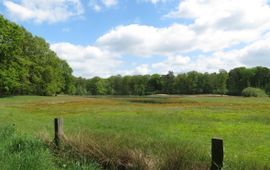 schraal grasland op voormalige landbouwgrond in de Achterhoek