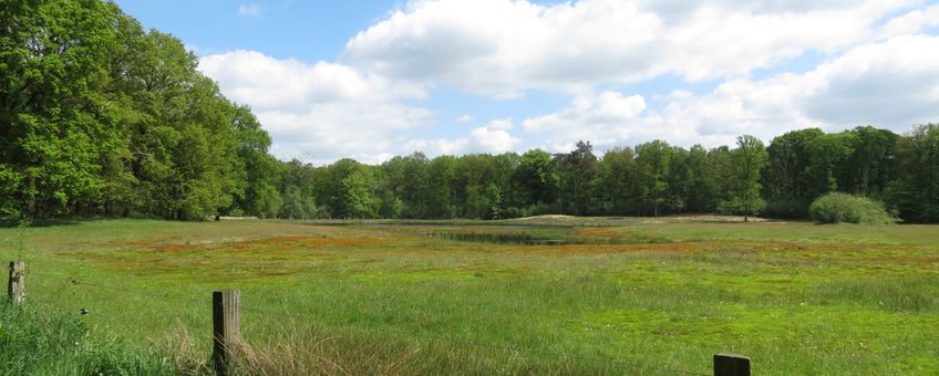 schraal grasland op voormalige landbouwgrond in de Achterhoek