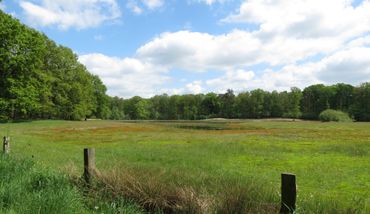 Nieuwe natuur op voormalige landbouwgrond in de Achterhoek. De Provincie brengt dergelijke percelen nu op de markt.