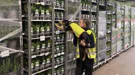 De border collie van Marie Koenen heeft wat gevonden in de stelling met potplanten