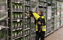 De border collie van Marie Koenen heeft wat gevonden in de stelling met potplanten