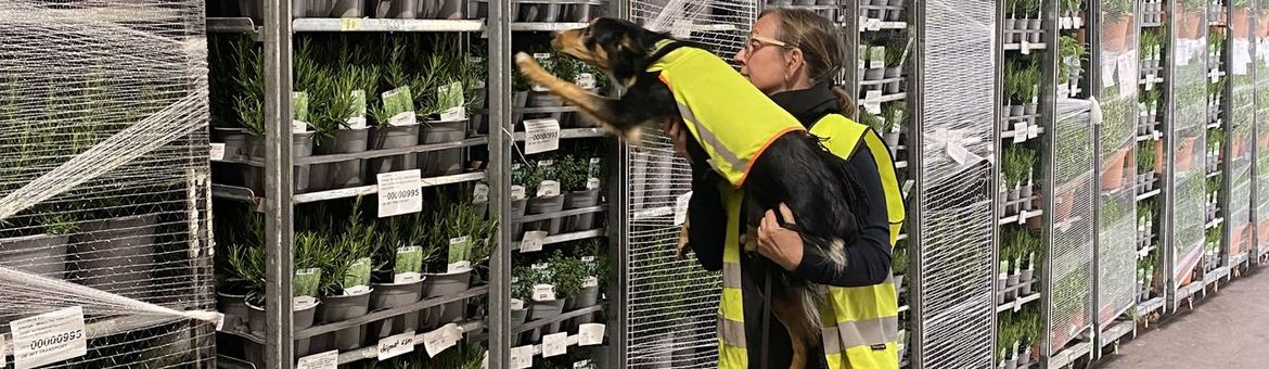 De border collie van Marie Koenen heeft wat gevonden in de stelling met potplanten