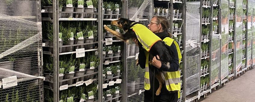 De border collie van Marie Koenen heeft wat gevonden in de stelling met potplanten