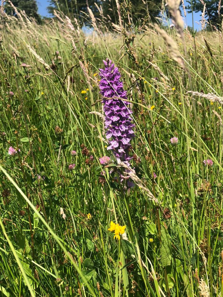 Een nattere bodem levert een bloemenpracht op, waaronder deze brede orchis