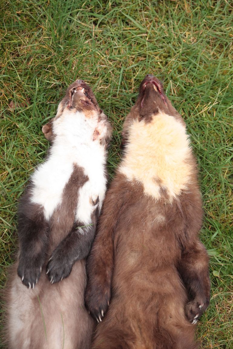 Het verschil in de bef van een steenmarter (links) en een boommarter (rechts).