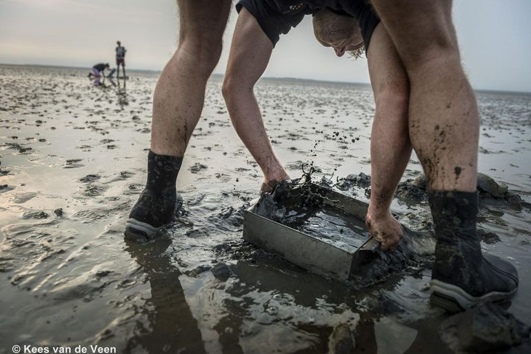 Sieving one of the nearly 5,000 soils samples taken with SIBES on the intertidal mudflats of the Dutch Wadden Sea