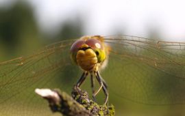 Sympetrum vulgatum, Steenrode heidelibel