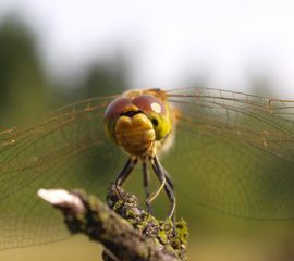 Sympetrum vulgatum, Steenrode heidelibel
