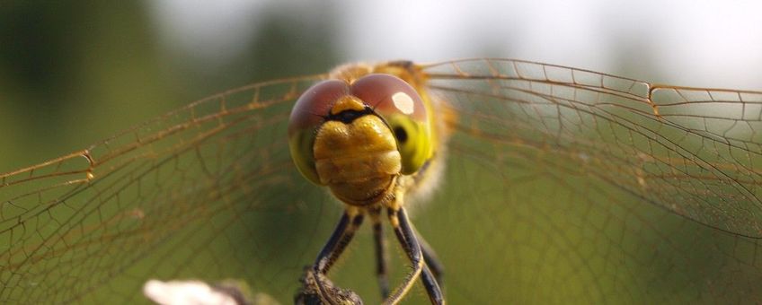 Sympetrum vulgatum, Steenrode heidelibel