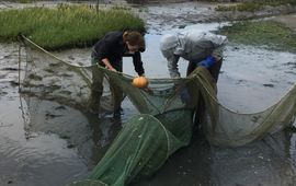Waddenvereniging Rechtenvrij Swimway Waddenzee (kwelder - mensen)