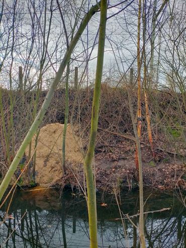 Dassenburcht bij spoor Vught