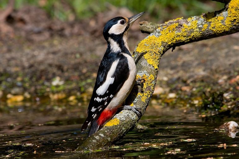 Ook tijdens het voedsel zoeken roepen grote bonte spechten hun kenmerkende 'tsjik!'