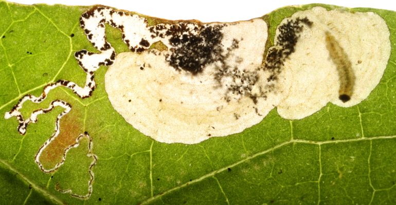 Aspilanta ampelopsifoliella, larve en bladmijn op wilde wingerd (Parthenocissus quinquefolia)