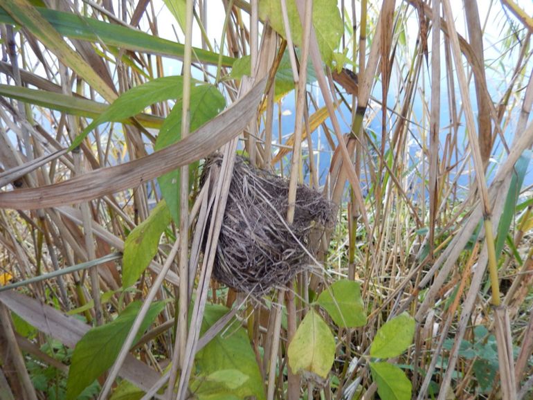 Er zijn ook vogels die nesten in het riet maken zoals de kleine karekiet, die nesten zijn open aan de bovenkant