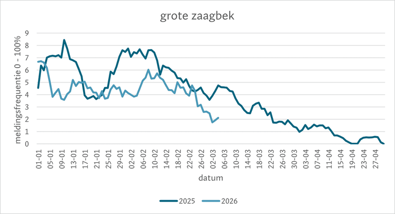 Figuur 2. De meldingsfrequentie van de complete LiveAtlas-lijsten waarop de grote zaagbek is waargenomen, in 2025 en 2026. De dagelijkse trefkans wordt berekend op basis van het gemiddelde van de afgelopen zeven dagen