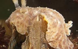 Peter H. van Bragt Millennium wratslak is slachtoffer geworden van koude winters
