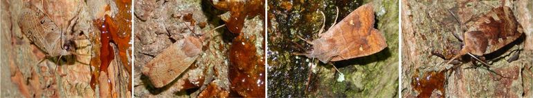 Tijdens niet te koude nachten zijn de hele winter onder andere deze vier nachtvlindersoorten actief. Van links naar rechts: zwartvlekwinteruil, bosbesuil, wachtervlinder en roodkopwinteruil