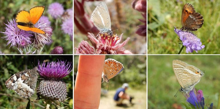 Wat vakantievlinders, boven, v.l.n.r. morgenrood, witstreepblauwtje en grote erebia, onder: witbandzandoog, adonisblauwtje en tijgerblauwtje