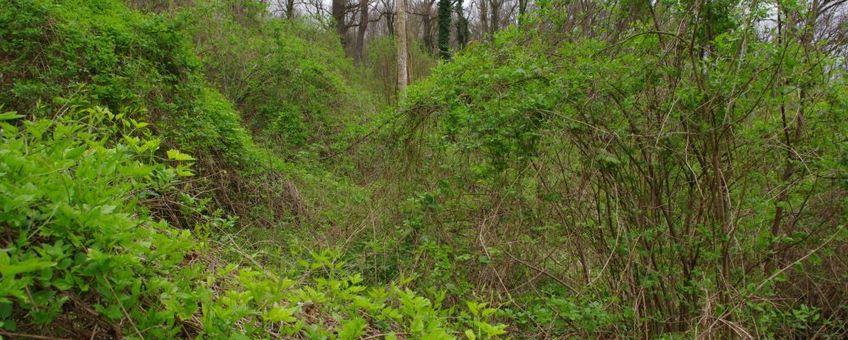 Na ingrijpen in de kroonlaag komt de lage vegetatie terug in het Eyserbos, 2017