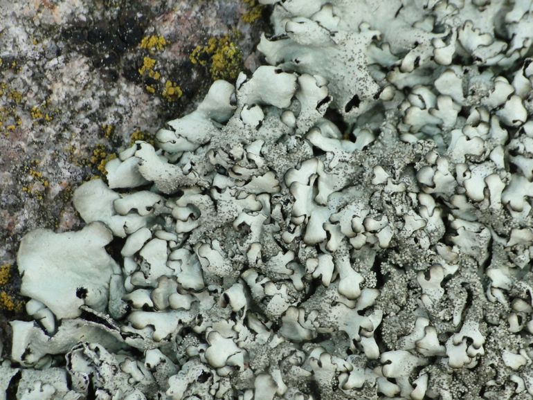 Granietschildmos, een Rode Lijstsoort die in Nederland op dijken, hunebedden en begraafplaatsen groeit