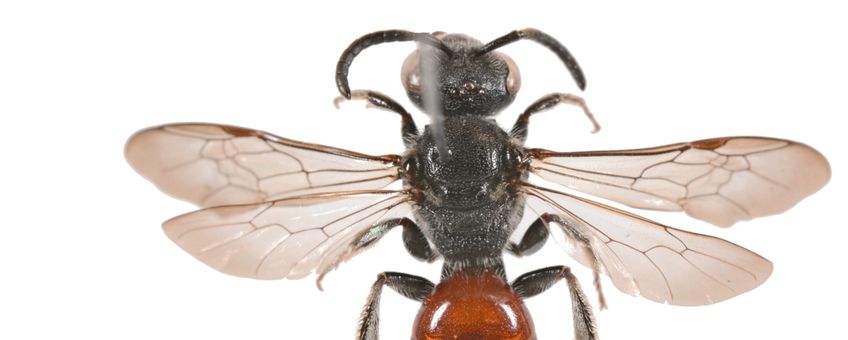 De kraagbloedbij Sphecodes spinulosus van Rhoon